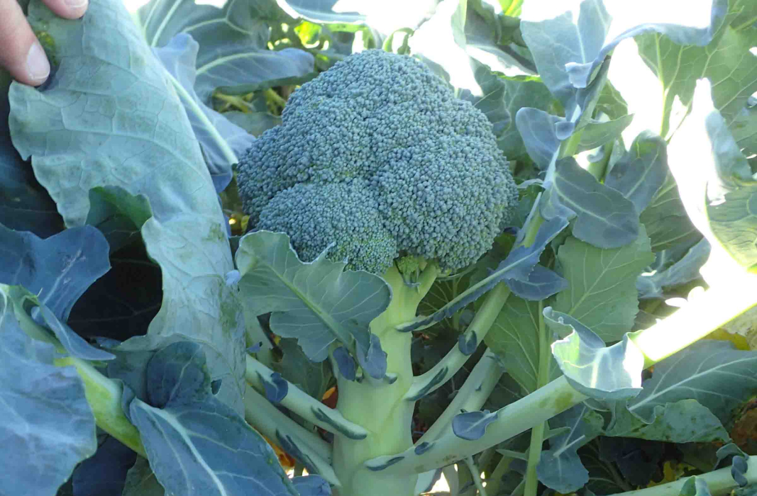 Medium to large-scale farming: top-quality varieties for better yields ...