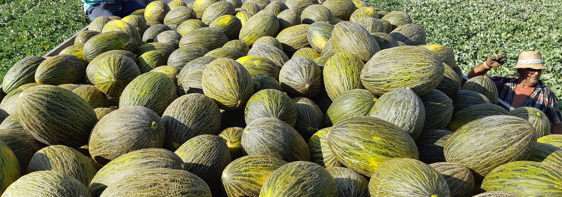 High-quality vegetable varieties to maximise yield performance - Sakata ...
